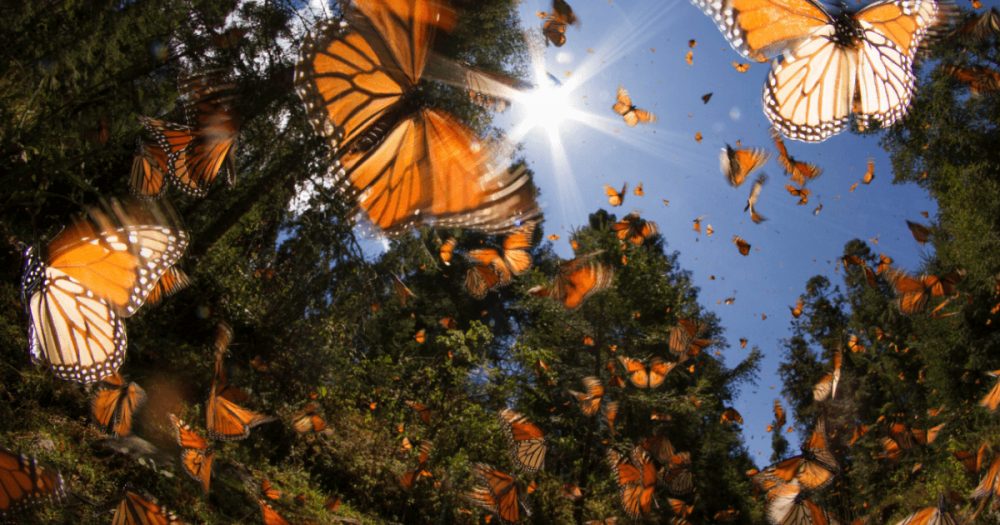 Texas Butterflies