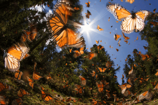 Cockrell Butterfly Center in Houston Museum | Texas State Butterfly