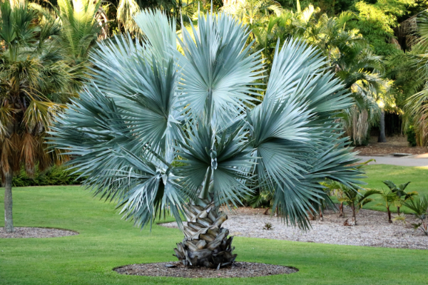 Texas Palm Trees | Palm Trees for the Holidays
