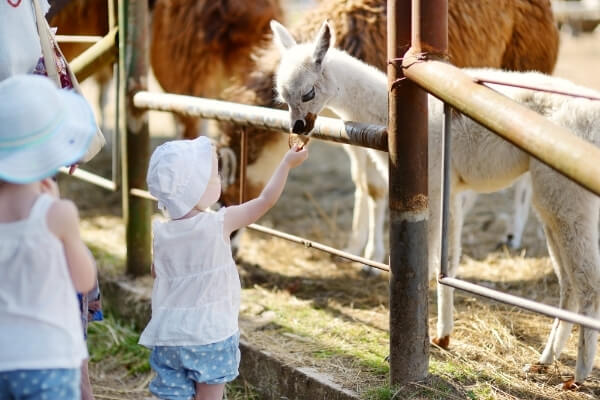 Best Texas Zoos | Animal Exploration