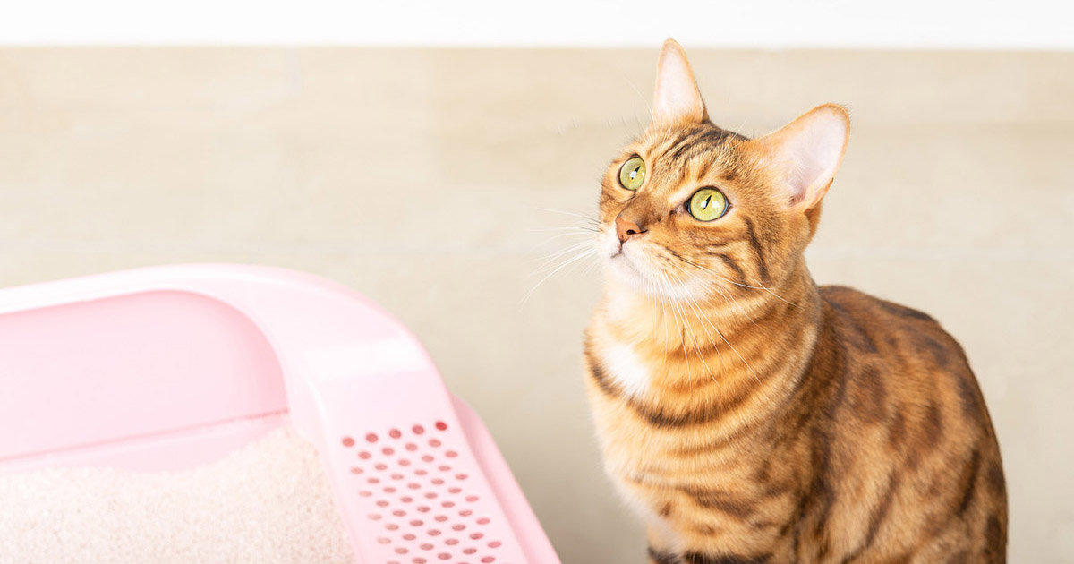 Can You Flush Cat Poo or Litter Down the Toilet?