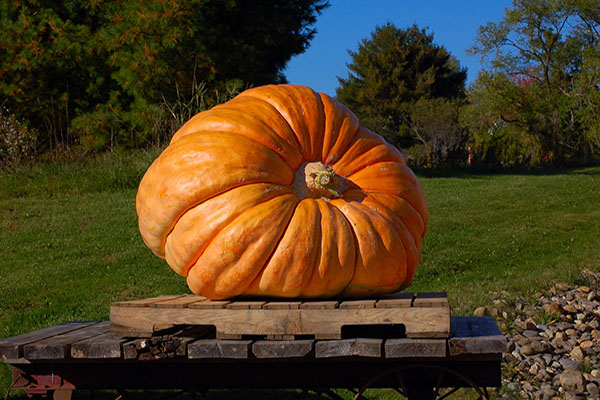 gigantic pumpkins