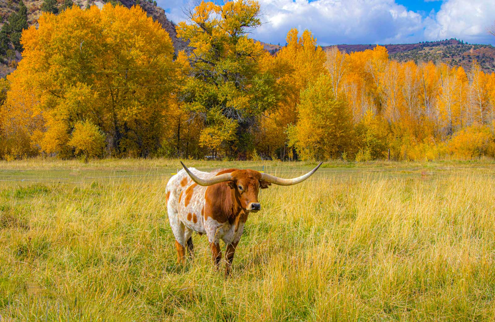Fall in Texas: The Perfect Snowbird Escape with Quality RV Resorts